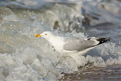 American Herring Gull